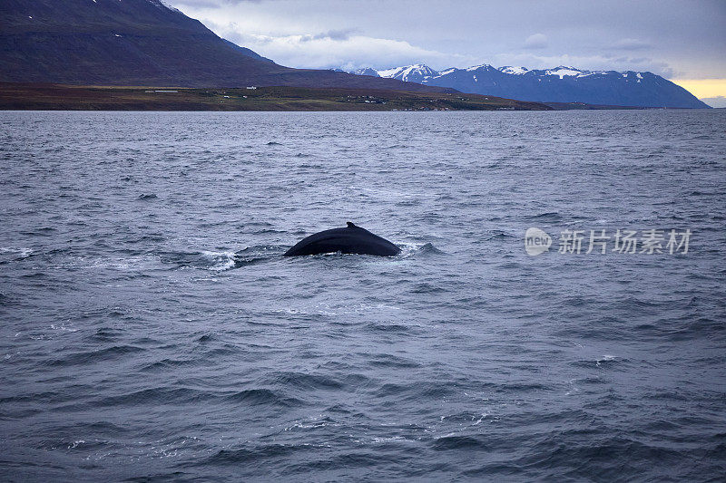 Whale watching at Eyjafjörður fjord, Akureyri, North Iceland